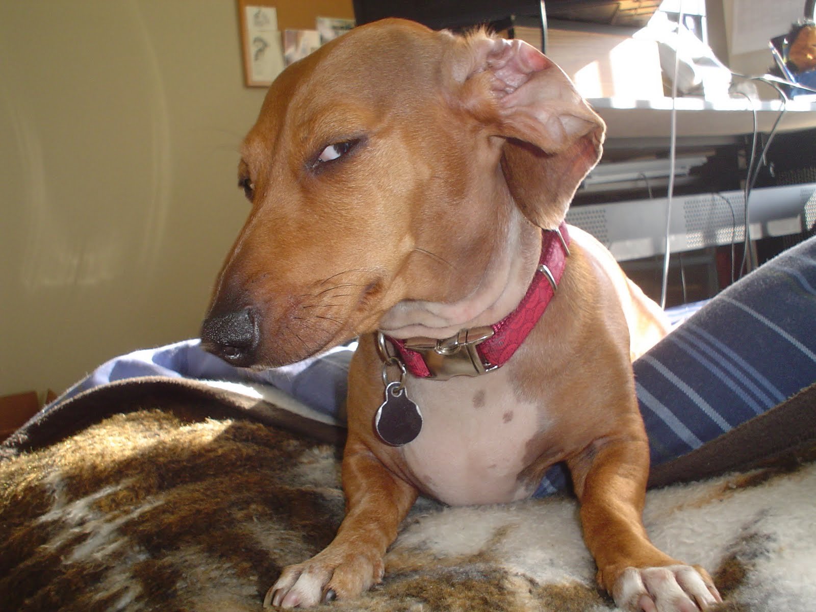 SUSDOG